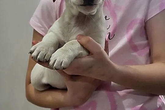 Jack russell terrier, Wielkopolskie, Zbąszyń
