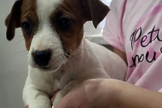 Jack russell terrier, Wielkopolskie, Zbąszyń