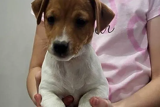 Jack russell terrier, Wielkopolskie, Zbąszyń