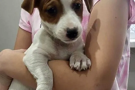 Jack russell terrier, Wielkopolskie, Zbąszyń