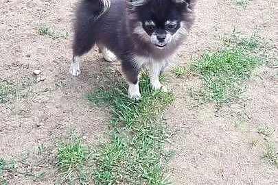 Śliczna suczka Szpic Miniaturowy (Pomeranian)