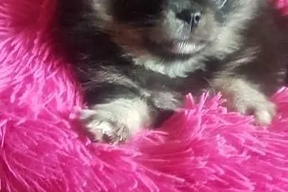Śliczna suczka Szpic Miniaturowy (Pomeranian), Mazowieckie, Ciechanów