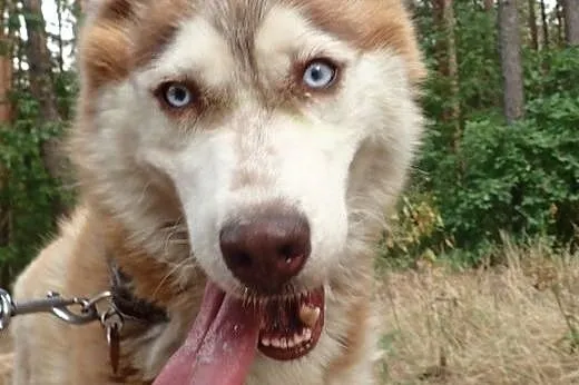 Husky sunia do adopcji ,  Husky cała Polska