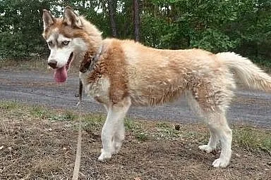 Husky sunia do adopcji ,  Husky cała Polska