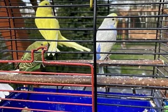 Sprzedam papugi faliste i zeberki, Lubelskie, Krasnystaw