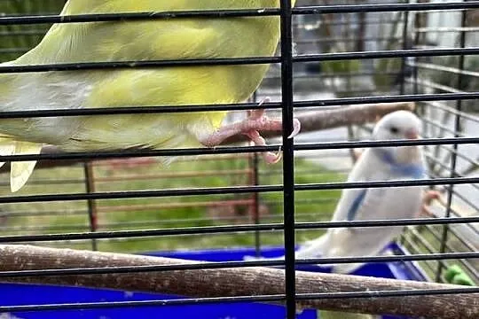 Sprzedam papugi faliste i zeberki, Lubelskie, Krasnystaw