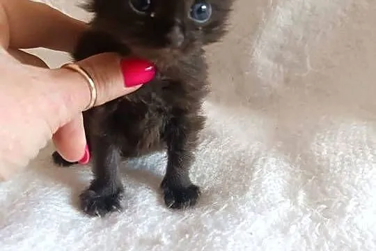 Kotka Maine coon, Kujawsko-pomorskie, Warlubie