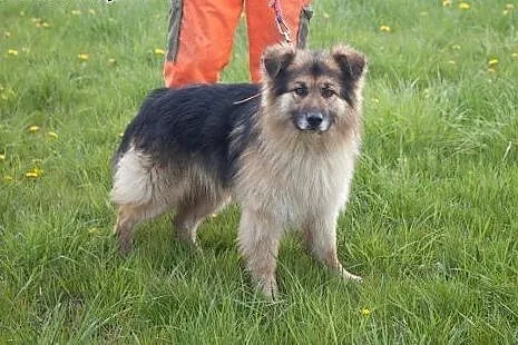 Łagodny, spokojny kudłacz, przyjazny psiak do adopcji!,  Kundelki cała Polska