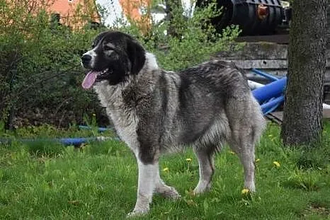 Cudna bezdomna Zoja w typie owczarka kaukaskiego c