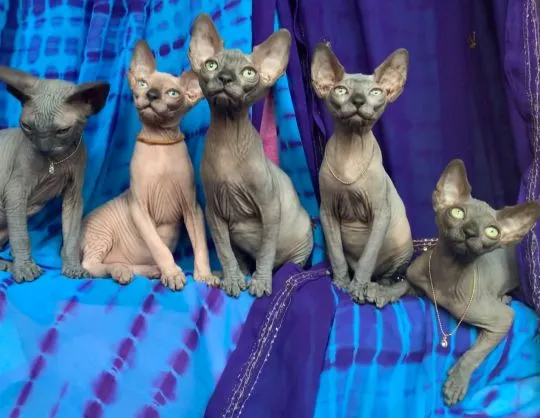 Sphynx Sfinks ℹ️ Najpiękniejsze Najładniejsze! wyjątkowe • do rezerwacji Pisz! W-wa & Transport!, , Warszawa