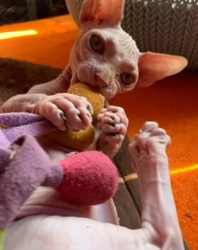 Sphynx Sfinks ℹ️ Najpiękniejsze Najładniejsze! wyjątkowe • do rezerwacji Pisz! W-wa & Transport!, , Warszawa