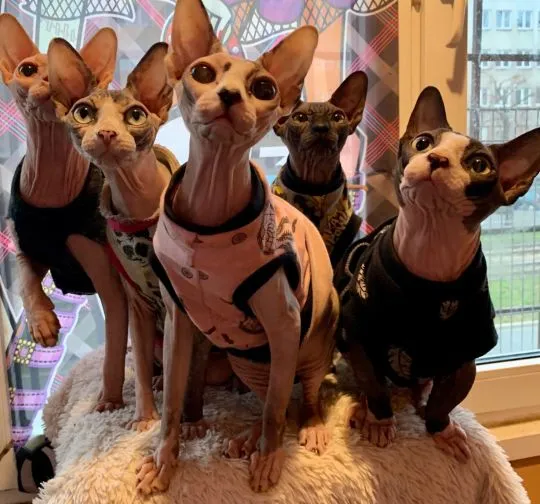 Sphynx Sfinks ℹ️ Najpiękniejsze Najładniejsze! wyjątkowe • do rezerwacji Pisz! W-wa & Transport!, , Warszawa