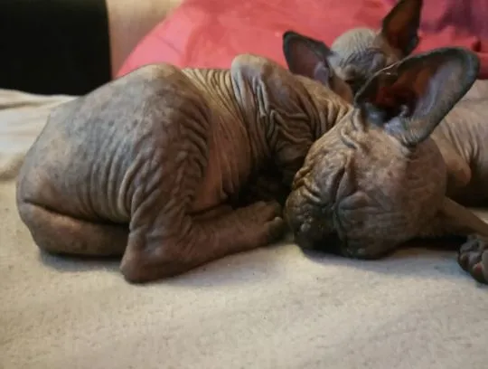 Sphynx Sfinks ℹ️ Najpiękniejsze Najładniejsze! wyjątkowe • do rezerwacji Pisz! W-wa & Transport!, , Warszawa