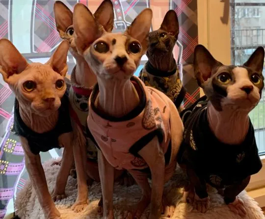 Sphynx Sfinks ℹ️ Najpiękniejsze Najładniejsze! wyjątkowe • do rezerwacji Pisz! W-wa & Transport!, , Warszawa