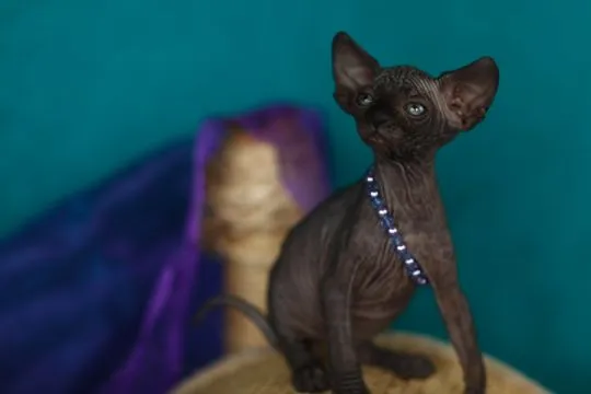 Sphynx Sfinks ℹ️ Najpiękniejsze Najładniejsze! wyjątkowe • do rezerwacji Pisz! W-wa & Transport!, , Warszawa