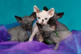 Sphynx Sfinks ℹ️ Najpiękniejsze Najładniejsze! wyjątkowe • do rezerwacji Pisz! W-wa & Transport!