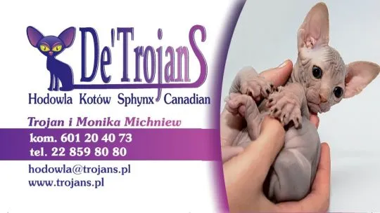 Sphynx Sfinks ℹ️ Najpiękniejsze Najładniejsze! wyjątkowe • do rezerwacji Pisz! W-wa & Transport!, , Warszawa
