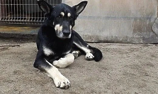 Przyjacielski psiak Nodi szuka domu, dolnośląskie