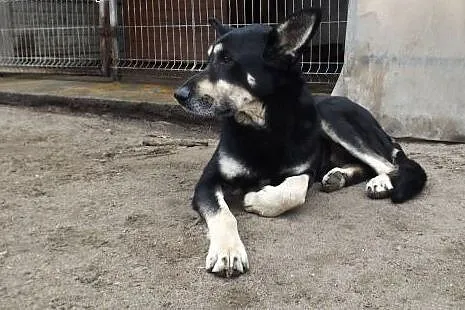 Przyjacielski psiak Nodi szuka domu,  dolnośląskie