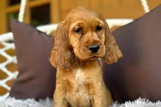 Śliczna mocno złota sunia Cocker Spaniel Angielski rodowód wyprawka, Śląskie, Katowice