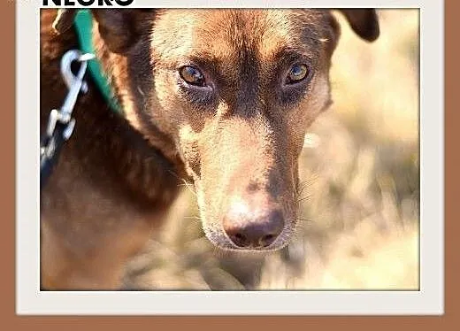 NEGRO duży,spokojny,łagodny,czekoladowy pies.ADOPC