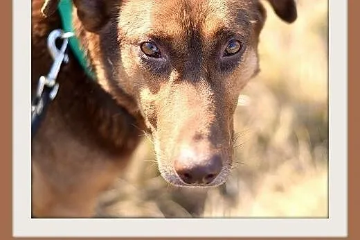 NEGRO duży,spokojny,łagodny,czekoladowy pies.ADOPC