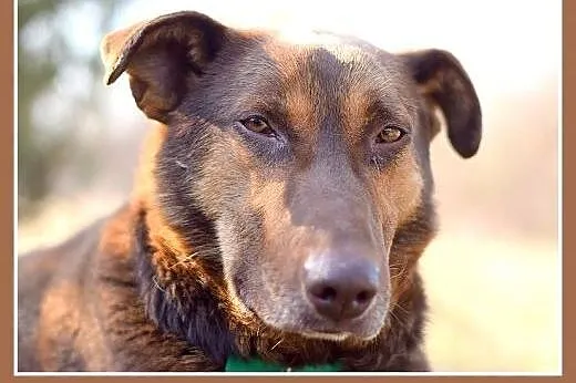 NEGRO duży,spokojny,łagodny,czekoladowy pies.ADOPC
