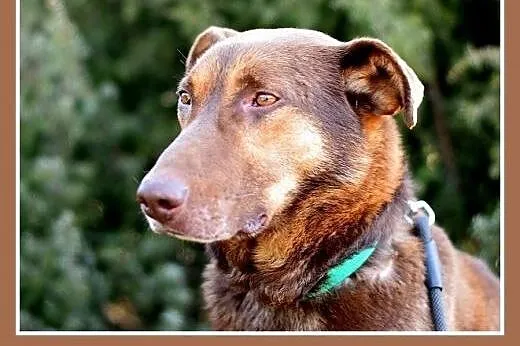 NEGRO duży,spokojny,łagodny,czekoladowy pies.ADOPC
