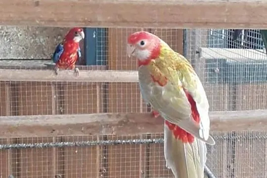 Papugi rozelle 3 samice, Tarnów