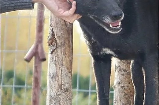 Bella - piękna sunia szuka domu!,  mazowieckie War