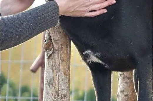 Bella - piękna sunia szuka domu!,  mazowieckie War
