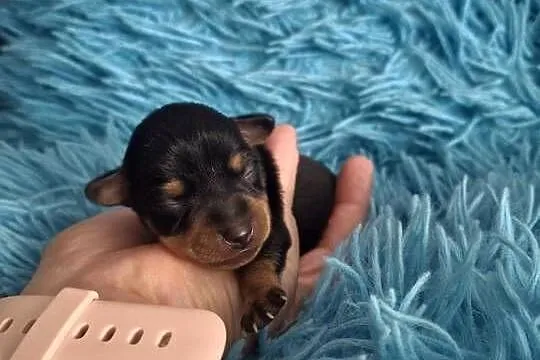 Pinczer ratlerek miniaturka, Podkarpackie, Jasło