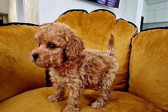 Pudel red Lou toy/miniatura po tatusiu FCI, Podkarpackie, Jasło