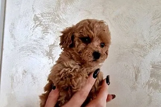 Pudel red Lou toy/miniatura po tatusiu FCI, Podkarpackie, Jasło