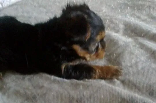 York shire terrier- szczeniaki