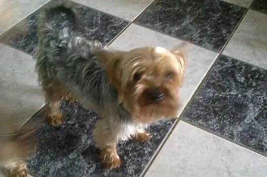 York shire terrier- szczeniaki