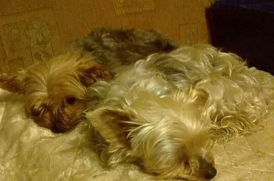 York shire terrier- szczeniaki