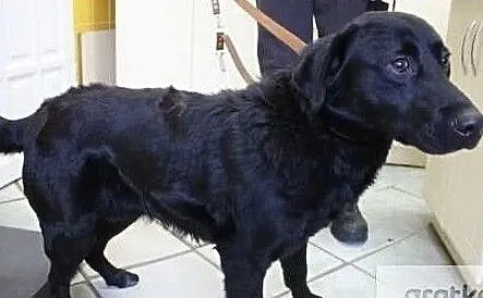 Trewor - bardzo smutny, młody psiak szuka domu, Łódzkie, Łódź