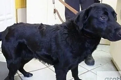 Trewor - bardzo smutny, młody psiak szuka domu, Łódzkie, Łódź