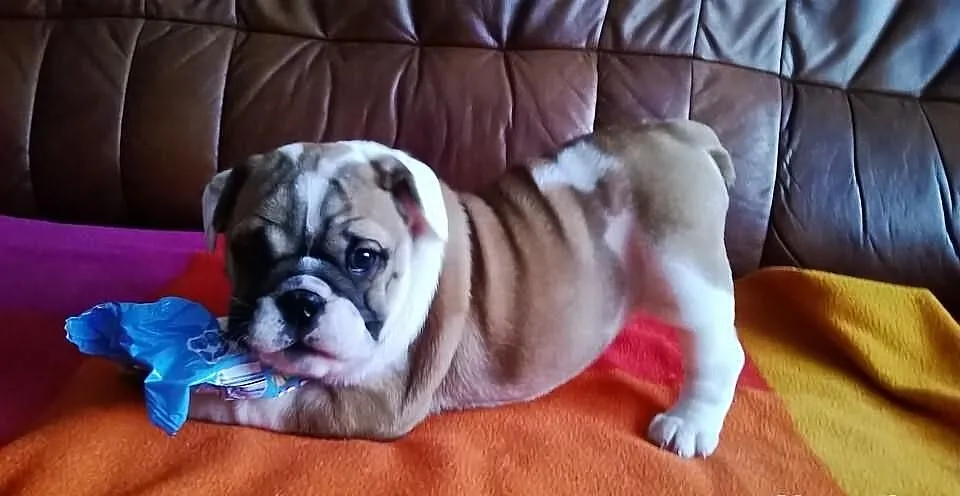 Buldog angielski