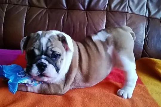 Buldog angielski