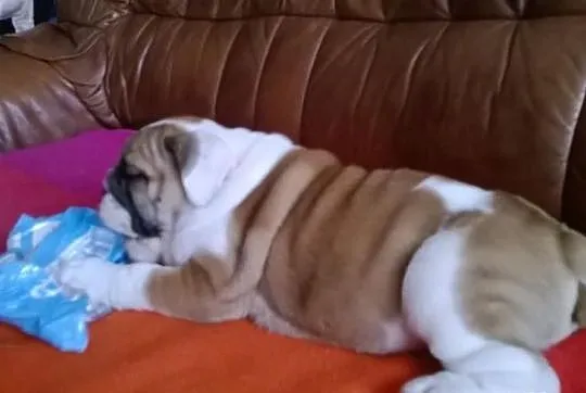 Buldog angielski