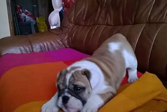 Buldog angielski
