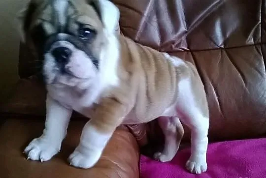 Buldog angielski
