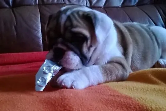 Buldog angielski