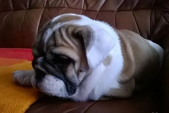 Buldog angielski