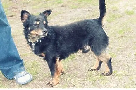 BOB - pies nad psami do adopcji :),  mazowieckie W