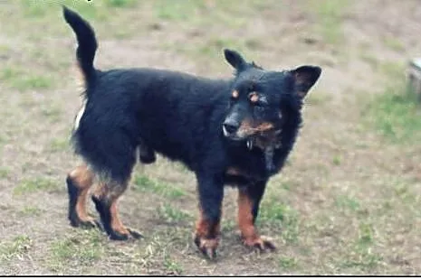 BOB - pies nad psami do adopcji :),  mazowieckie W