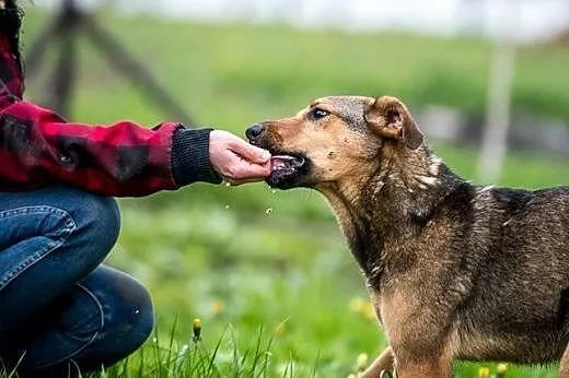 LIMONKA - pokocha Cię jak szalona i w Ciebie będzie wtulona!,  lubelskie Lublin