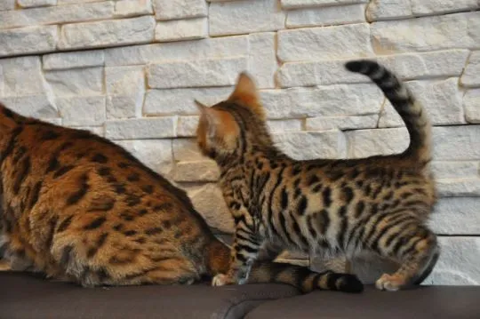Kot bengalski Kocurek bengalski do adopcji kraków +44 7386 246558, , Krasówka